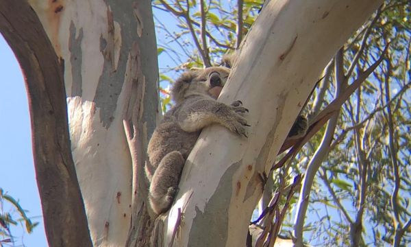 Koala deaths almost double in housing developments in south-western Sydney, data shows