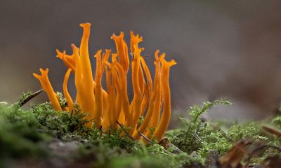 Country diary: A fungi foray where even the familiar grows strange