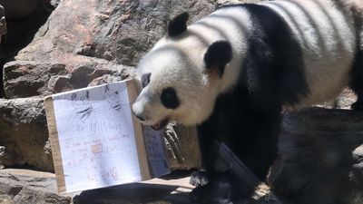 Bare emotions as panda keepers say goodbye