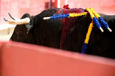 France's Bullfighters See Red Over Bill To Ban Under-16s