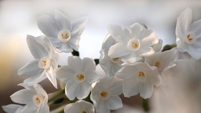 How to Water Paperwhites — The Expert Technique That Guarantees Happy and Healthy Blooms