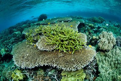 44% of warm-water coral species facing extinction, conservationists warn