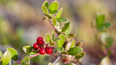 How to grow bearberry shrubs – for a North American evergreen ground cover