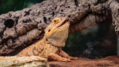 32 things you can feed your bearded dragon to keep their diet interesting