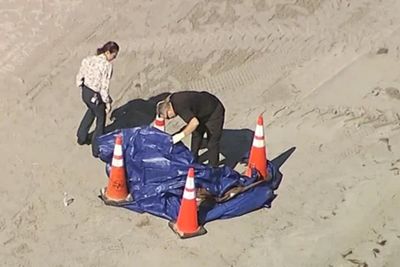 Horror as human head washes up on Florida beach