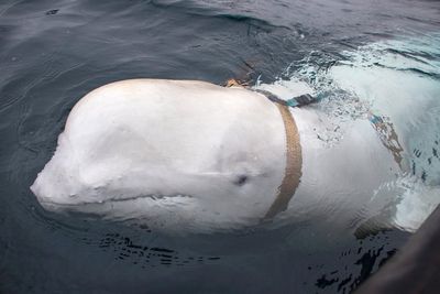 Mysterious Russian ‘spy whale’ may have fled military training, marine expert says