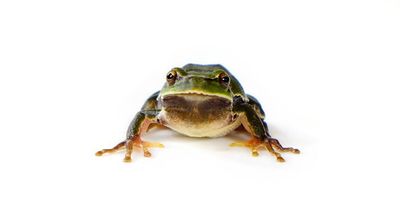 Chernobyl’s frogs are living long, healthy lives