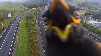 Watch hilarious moment a "pest" bird photobombs New Zealand traffic camera