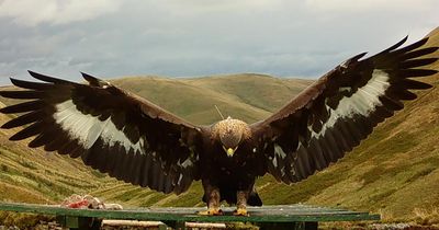 RSPB 'highly suspicious' after eagle vanishes in bird of prey crime hotspot