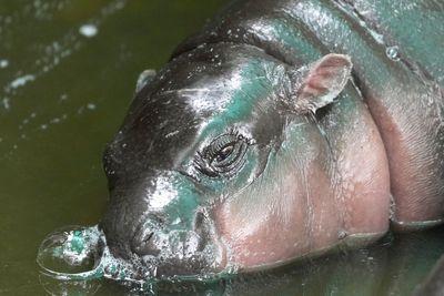 Baby pygmy hippo Moo Deng now has an official song