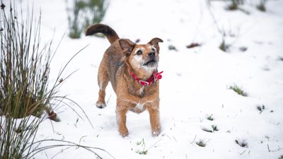 Trainer reveals what to do if your dog reacts to something in their environment (and it's very straightforward)