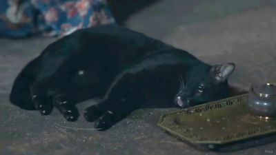 Thai TV show accused of animal cruelty for sedating cat in ‘death’ scene