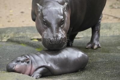 Pygmy Hippo Moo Deng's Global Popularity Soars With Official Song