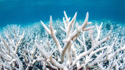 Nearly half of tropical coral species face extinction, report shows