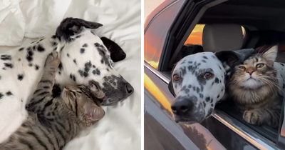 Woman Let Her Dalmatian Keep A Foster Kitten And It Resulted In The Most Beautiful Friendship