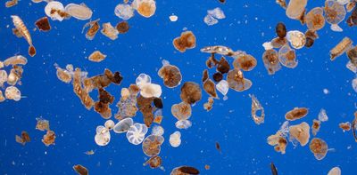 Tiny oceanic plankton adapted to warming during the last ice age, but probably won’t survive future climate change – new study