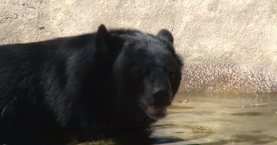 Bouncer, The 20YO 3-Legged Bear, Takes Over The Internet As People Fall In Love With His Chill Vibe