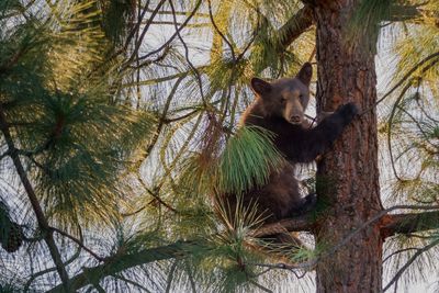 Bear cub spotted in tree outside school forces California students to shelter in place