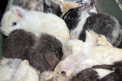 Dozens of rabbits found abandoned in field as police launch investigation