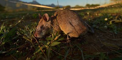 Which animals carry mpox? Our study identified African forest dwelling rodents as one source