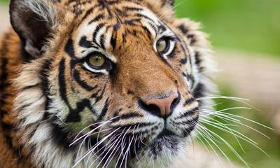 South African tiger farms illegally smuggling body parts, says charity