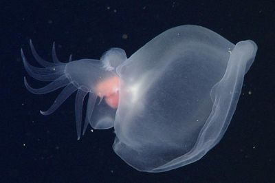 Marine biologists discover new sea slug species off Pacific coast