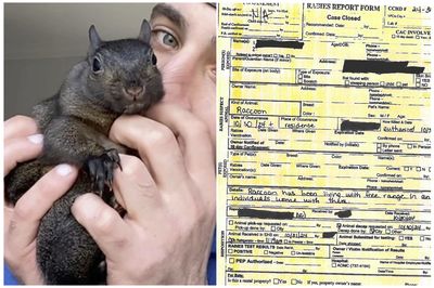 Internet-Famous Squirrel Who Was Seized and Euthanized Did Not Have Rabies, State Officials Admit