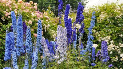 How to overwinter delphiniums – act now to protect your plants from excess rainfall, strong winds and cold snaps