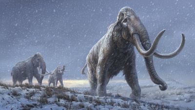 Mammoth quiz: Test your knowledge of the ice age beasts