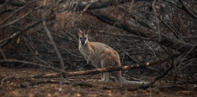 ‘Catastrophic declines’: massive data haul reveals why so many plants and animals suffer after fire