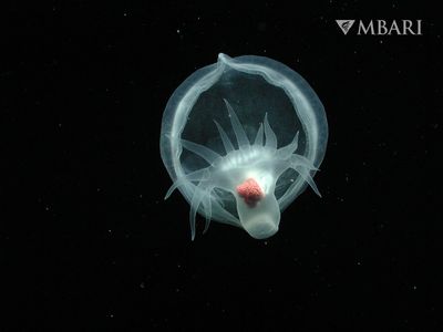 Decades after spotting a mysterious creature in the deep, researchers announce a new species