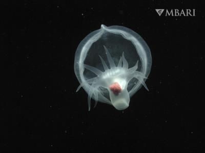 New Bioluminescent Sea Slug Species Discovered In Deep Ocean