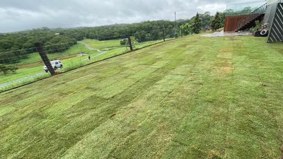 Fire ants escape Queensland hidden in 'treated turf'