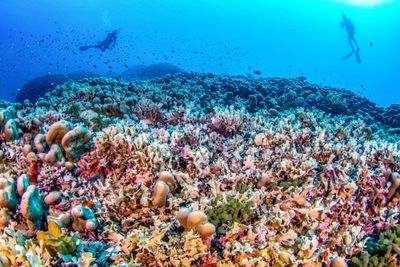 Scientists Say World's Largest Coral Found Near Solomon Islands