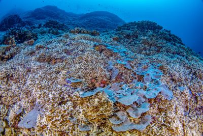 Sea creature so big it is ‘visible from space’ discovered in South Pacific