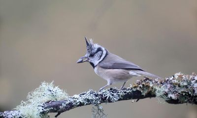 Country diary: Even just a glimpse of a crested tit is a gift