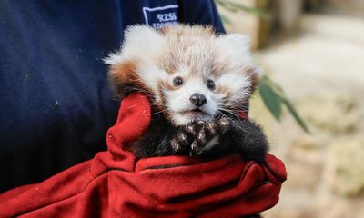 Fireworks blamed for baby red panda’s death at Edinburgh zoo