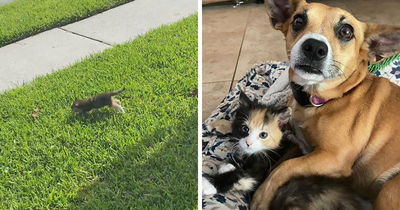 Adorable Duo: Rescue Dog And Stray Kitten Form A Heartwarming Friendship