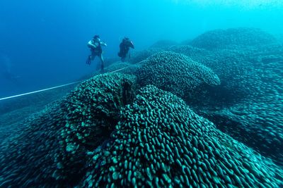 World’s largest coral discovered in Pacific near Solomon Islands