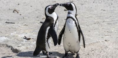 African penguins could be extinct by 2035 – how to save them