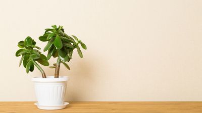 Why Is My Jade Plant Drooping? 7 Common Causes and What You Can Do to Bring it Back to Life