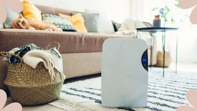 Should you buy a dehumidifier this winter? Experts say yes, and here's why