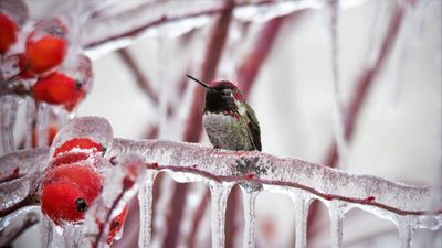 How to care for hummingbirds in winter – and support migrating or resident birds during the cold months ahead