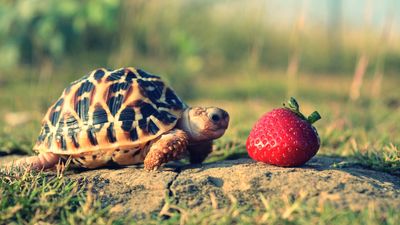 Our complete list of foods pet turtles should not eat