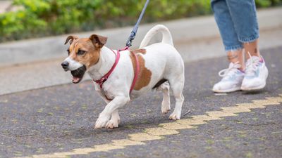 Is your dog reactive? For a calmer canine, try this trainer's three simple tips