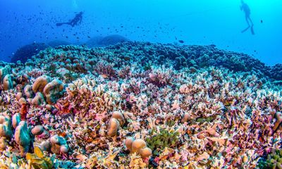 World’s largest known coral discovered in Solomon Islands