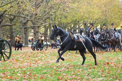 Horses misbehave at King Charles’ 76th birthday gun salute