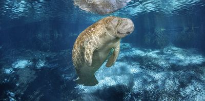 Untreated sewage and fertilizer runoff threaten the Florida manatee’s main food source, contributing to malnutrition