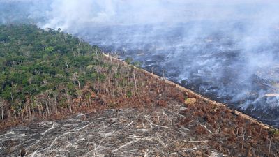 EU parliament votes to delay and dilute deforestation law