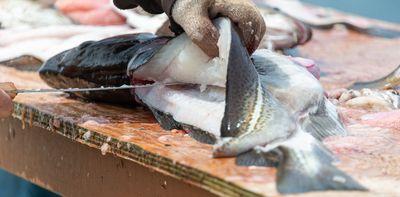 Why Canada’s decision to lift a ban on cod fishing in Newfoundland after 32 years is so controversial – podcast